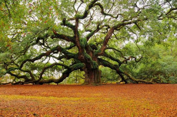 Photo source: http://cocreatingourreality.com/profiles/blogs/before-the-mighty-oak-tree